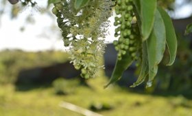 700 m² en Villa Elisa